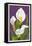 Calla Lily-Lantern Press-Framed Stretched Canvas