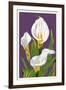 Calla Lily-Lantern Press-Framed Art Print