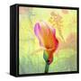 Calla Lily-Ata Alishahi-Framed Stretched Canvas