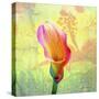 Calla Lily-Ata Alishahi-Stretched Canvas