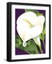 Calla Lily-David Chestnutt-Framed Giclee Print