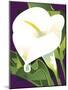 Calla Lily-David Chestnutt-Mounted Giclee Print