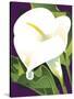 Calla Lily-David Chestnutt-Stretched Canvas