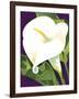 Calla Lily-David Chestnutt-Framed Giclee Print