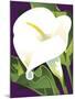 Calla Lily-David Chestnutt-Mounted Giclee Print