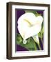 Calla Lily-David Chestnutt-Framed Premium Giclee Print