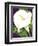 Calla Lily-David Chestnutt-Framed Premium Giclee Print