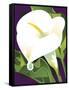 Calla Lily-David Chestnutt-Framed Stretched Canvas