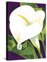 Calla Lily-David Chestnutt-Stretched Canvas