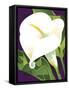 Calla Lily-David Chestnutt-Framed Stretched Canvas