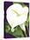 Calla Lily-David Chestnutt-Stretched Canvas