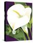 Calla Lily-David Chestnutt-Stretched Canvas