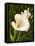 Calla Lily-Vessela G.-Framed Stretched Canvas