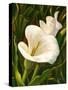 Calla Lily-Vessela G.-Stretched Canvas