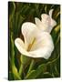 Calla Lily-Vessela G.-Stretched Canvas