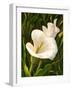 Calla Lily-Vessela G.-Framed Giclee Print