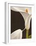 Calla moderna I-Serena Biffi-Framed Art Print