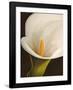 Calla moderna II-Serena Biffi-Framed Art Print