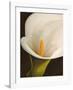 Calla moderna II-Serena Biffi-Framed Art Print