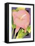 Calla Pink-David Chestnutt-Framed Stretched Canvas