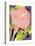 Calla Pink-David Chestnutt-Stretched Canvas