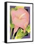 Calla Pink-David Chestnutt-Framed Stretched Canvas