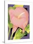 Calla Pink-David Chestnutt-Stretched Canvas