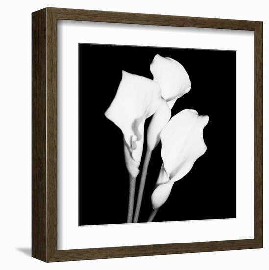 Calla Portrait II-Jeff Maihara-Framed Art Print