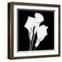 Calla Portrait II-Jeff Maihara-Framed Art Print