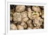 Calla Seeds-hitkaiser-Framed Photographic Print