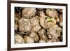 Calla Seeds-hitkaiser-Framed Photographic Print