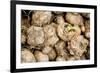 Calla Seeds-hitkaiser-Framed Photographic Print