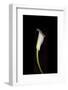 Calla Study-Anna Miller-Framed Photographic Print