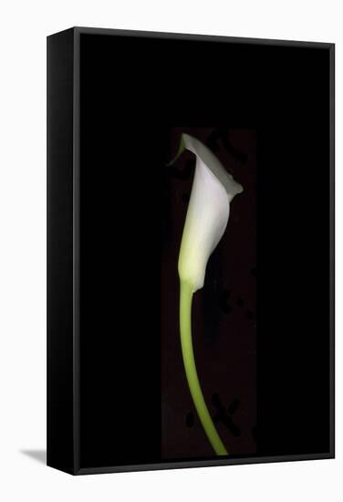 Calla Study-Anna Miller-Framed Stretched Canvas