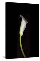 Calla Study-Anna Miller-Stretched Canvas