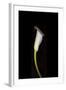 Calla Study-Anna Miller-Framed Photographic Print