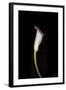 Calla Study-Anna Miller-Framed Photographic Print