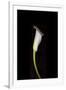 Calla Study-Anna Miller-Framed Photographic Print