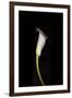 Calla Study-Anna Miller-Framed Photographic Print