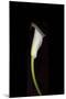 Calla Study-Anna Miller-Mounted Photographic Print