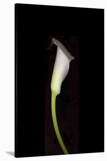 Calla Study-Anna Miller-Stretched Canvas