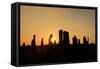 Callanish Silhouette-Michael Blanchette Photography-Framed Stretched Canvas