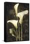 Callas II-John Seba-Framed Stretched Canvas