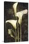 Callas II-John Seba-Stretched Canvas