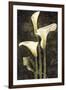 Callas II-John Seba-Framed Art Print