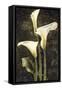 Callas II-John Seba-Framed Stretched Canvas