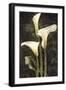 Callas II-John Seba-Framed Art Print