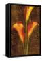 Callas-John Seba-Framed Stretched Canvas