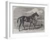 Caller Ou, the Winner of the St Leger-Harry Hall-Framed Giclee Print