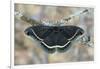 Calleta Silkmoth on Lichen-Covered Branch-Darrell Gulin-Framed Photographic Print
